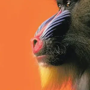 Original Thinking with Animals: New Perspectives on Anthropomorphism
